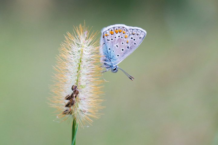Blauer Schmetterling auf einer Blume