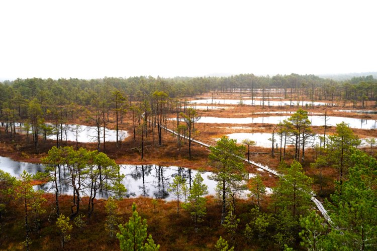 Blick auf das Viru-Hochmoor mit gelegentlichen Bäumen und Seen