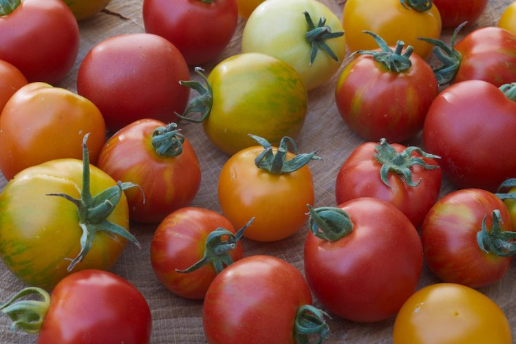 Verschiedene Tomaten in unterschiedlichen Reifestadien und Farben
