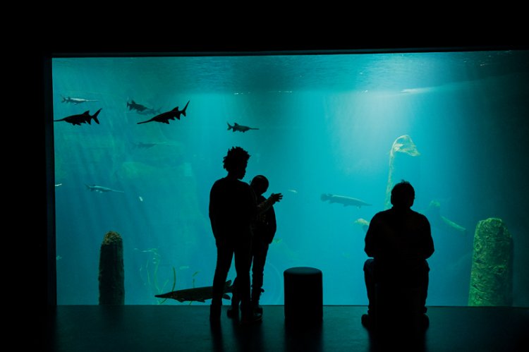 Aquarium im Aquatis, Lausanne.