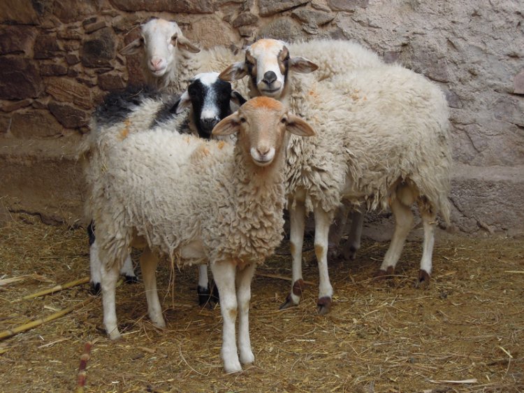 Eine kleine Schafherde, die von Weideplätzen zu Weideplätzen um die Dörfer des Sirouas zieht.