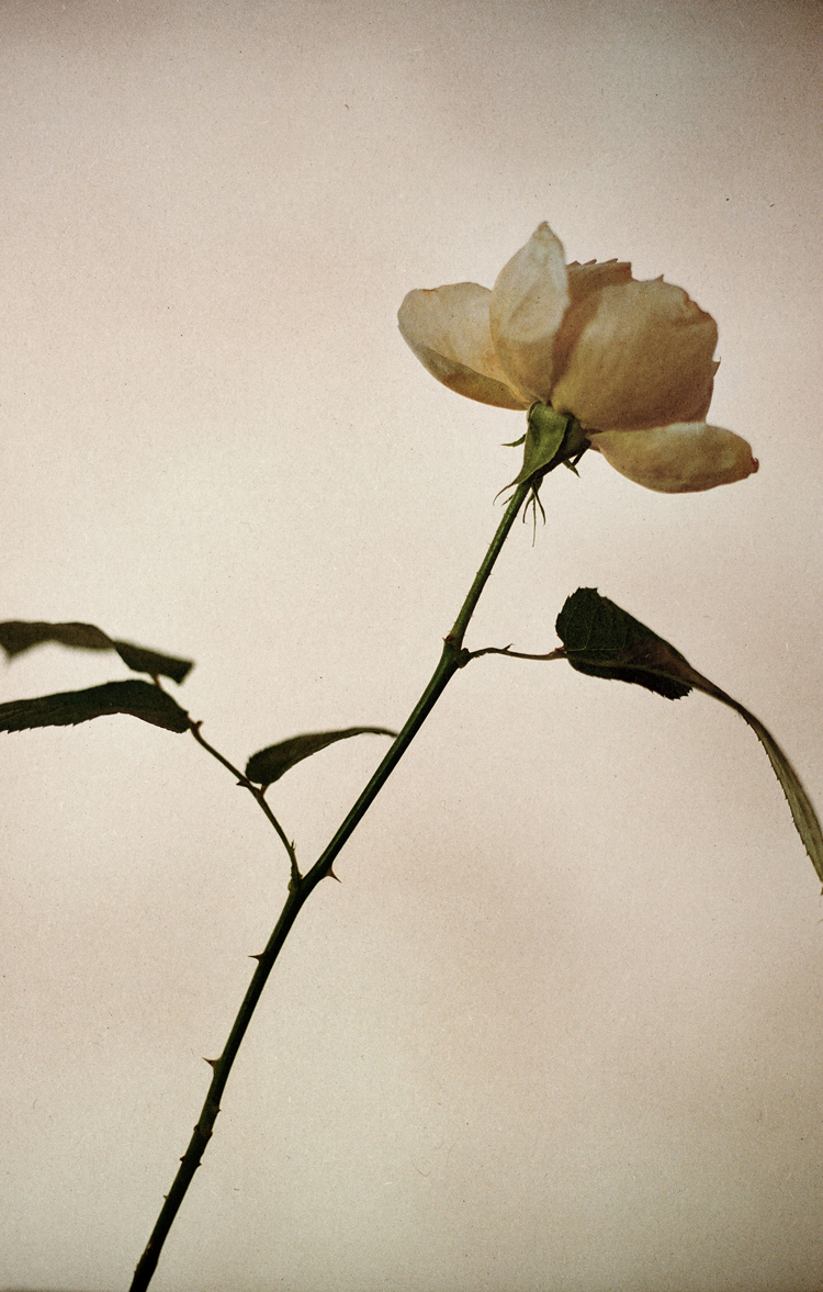 Eine Aufnahme der Rose Charlotte Perriand.
