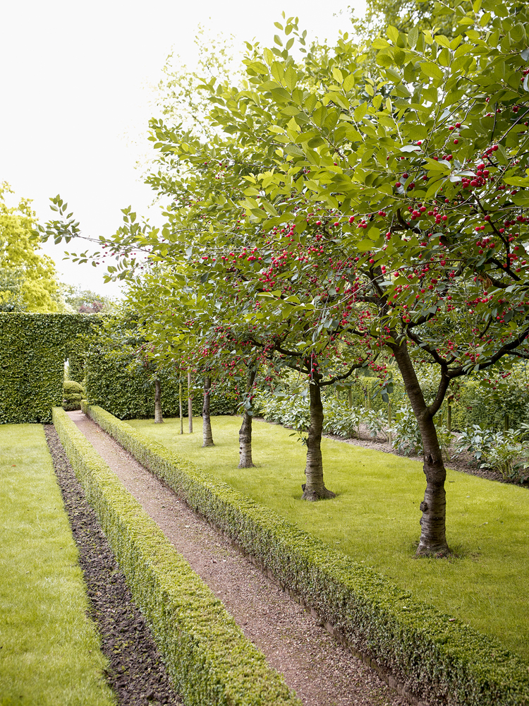 Weg durch Garten umsäumt von Kirschbäumen.