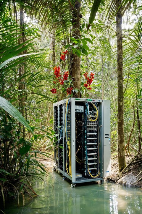 Ein Server im Dschungel