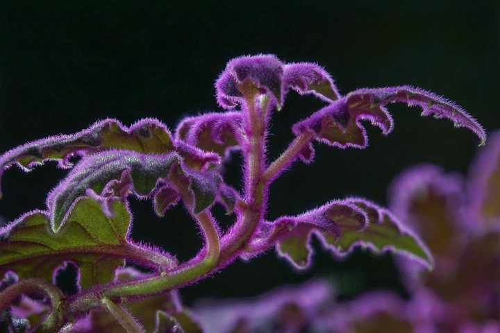 violette Blattbegonia