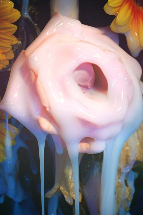 Fotografie einer rosaroten Rose, welche mit einem weissen Guss übergossen wird.