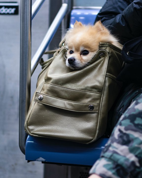 Ein Chihuahua schaut aus einer Tasche seiner Besitzerin in der Subway.